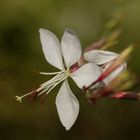 Gaura - Prachtkerze....