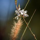 Gaura (Prachtkerze)