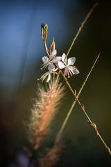 Gaura (Prachtkerze)