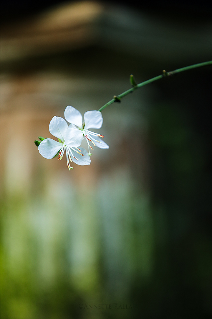 Gaura - Prachtkerze