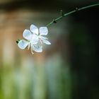 Gaura - Prachtkerze