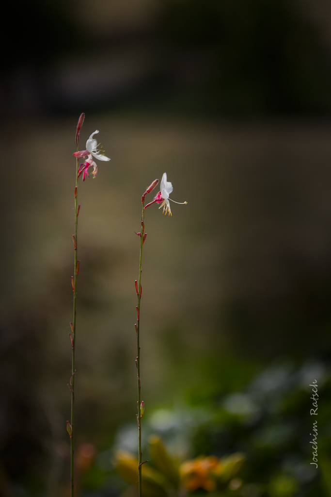 Gaura toujours