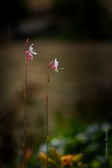 Gaura toujours