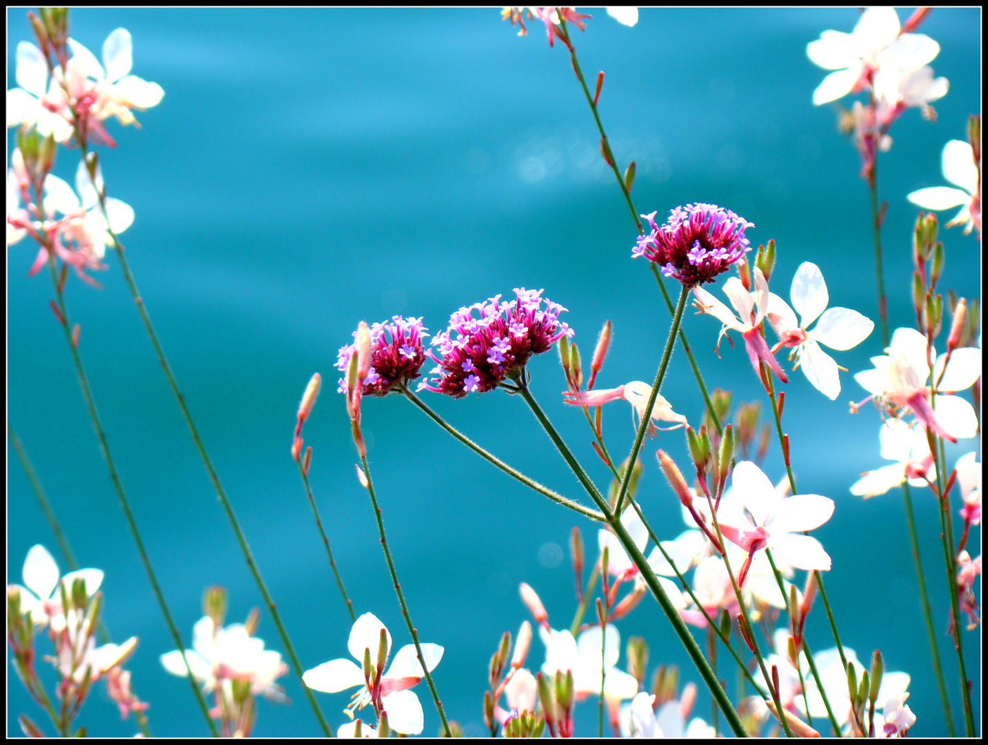 Gaura und Verbena