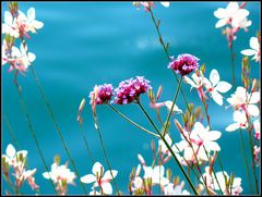 Gaura und Verbena