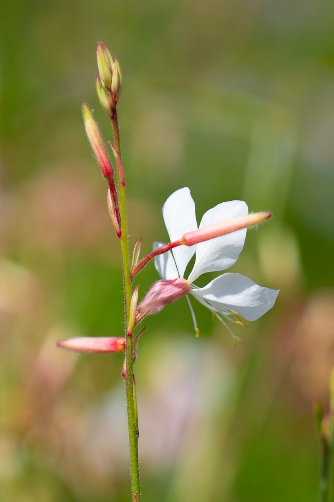 Gaura2