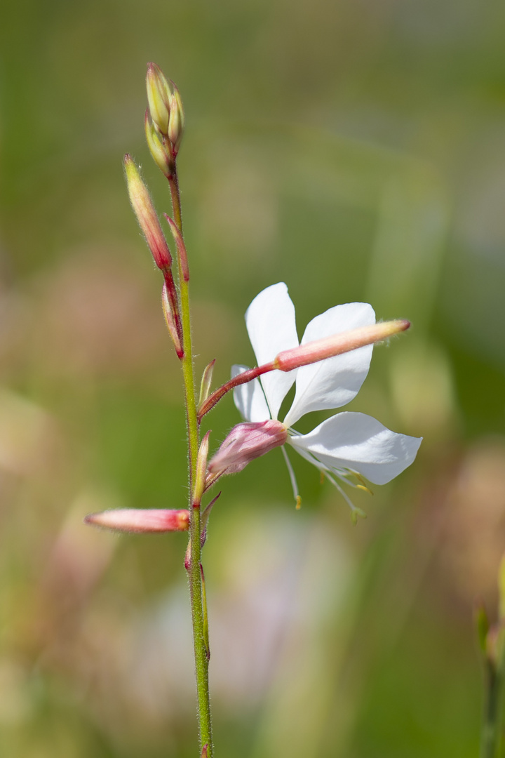 Gaura2