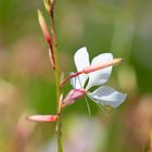 Gaura2