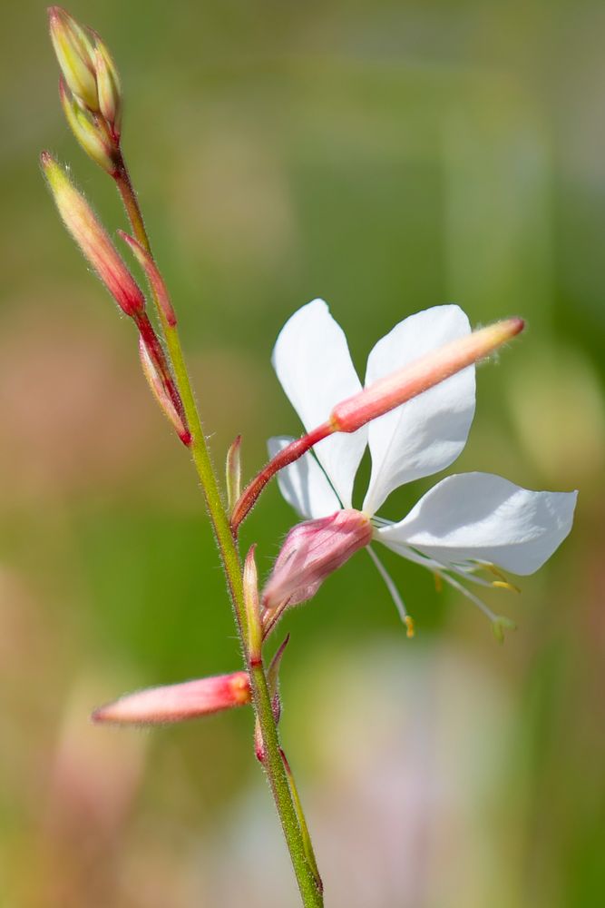 Gaura2 Kopie