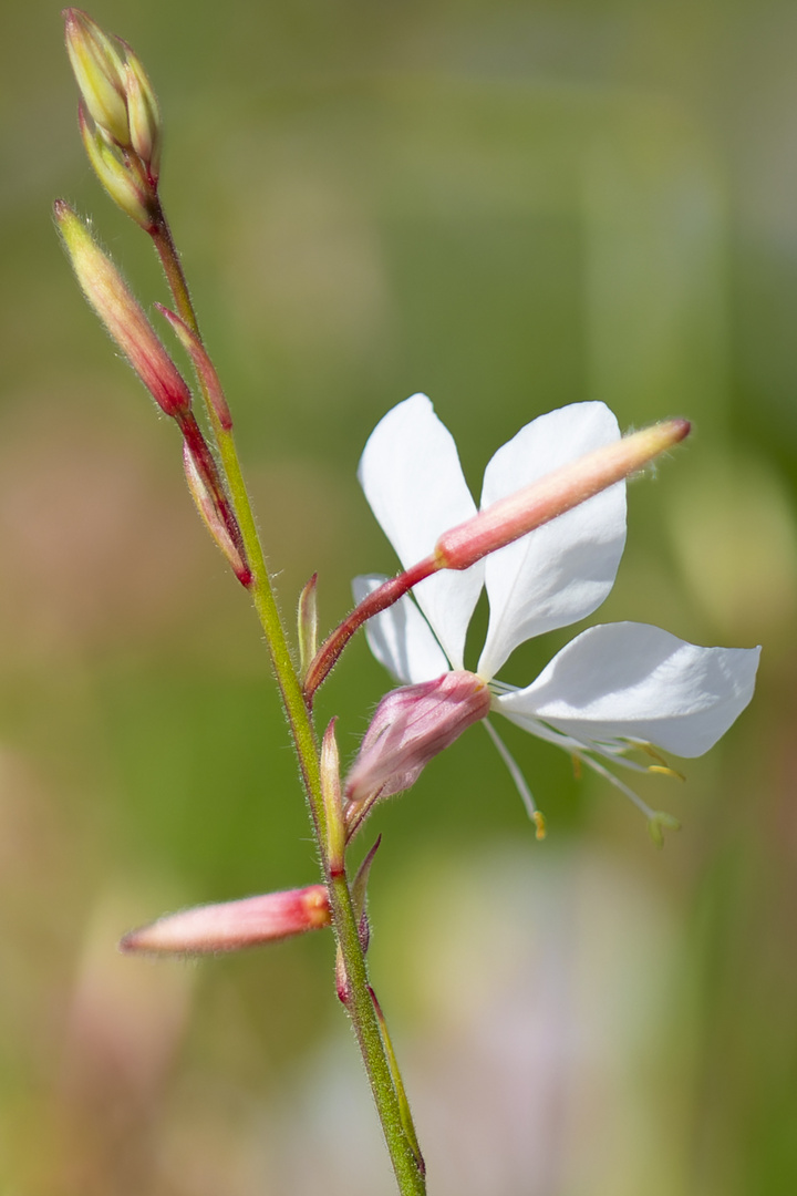 Gaura2 Kopie