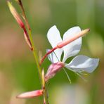 Gaura2 Kopie