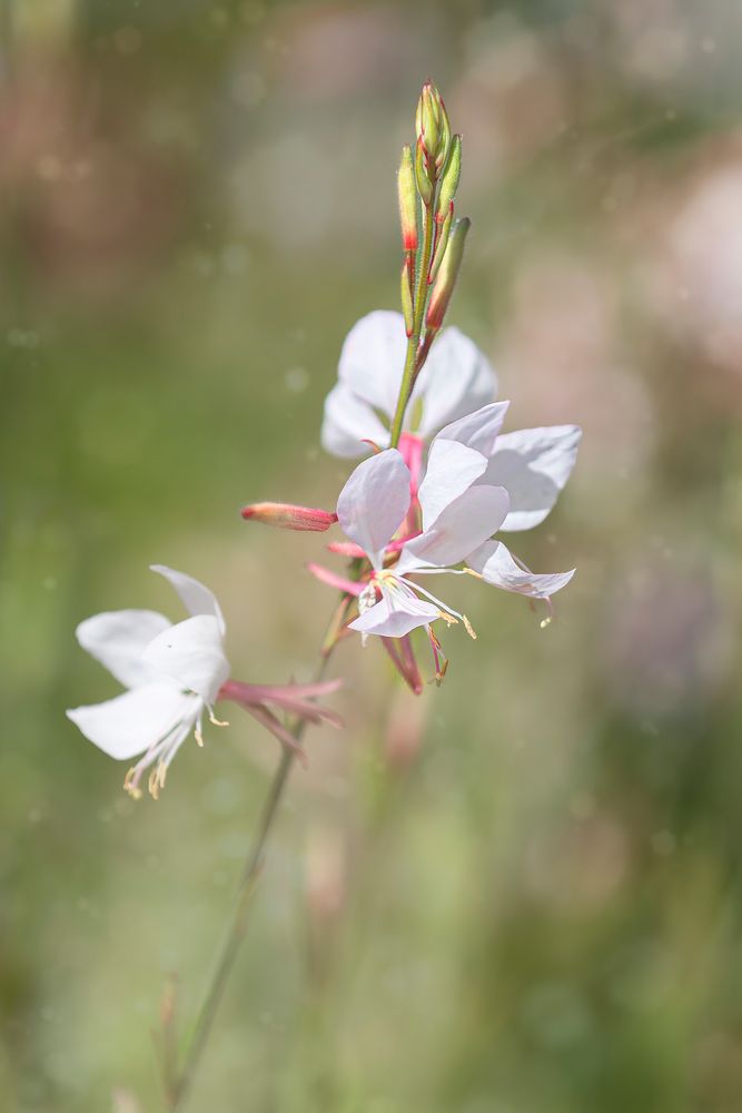 Gaura3