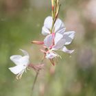 Gaura3