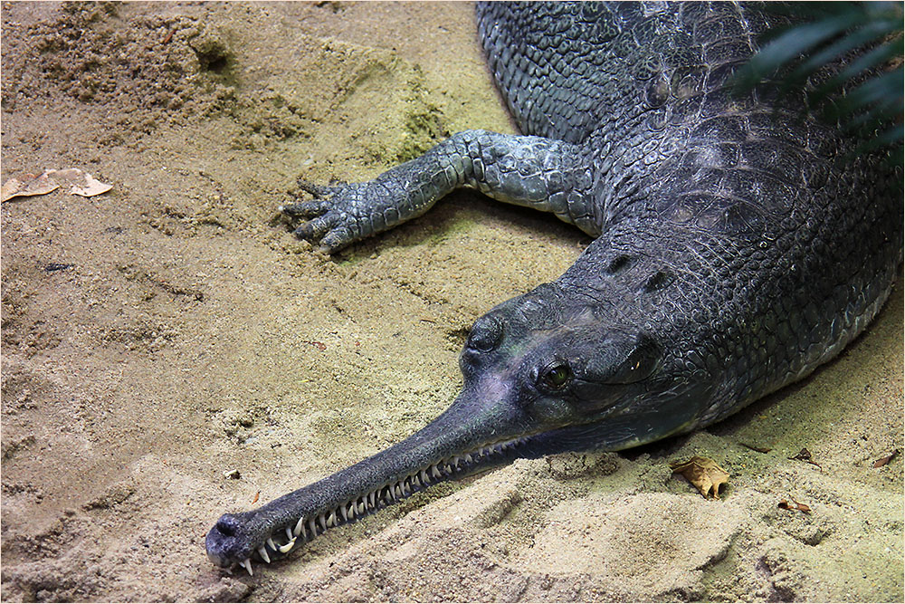 Gavial