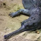 Gavial