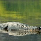 Gavial