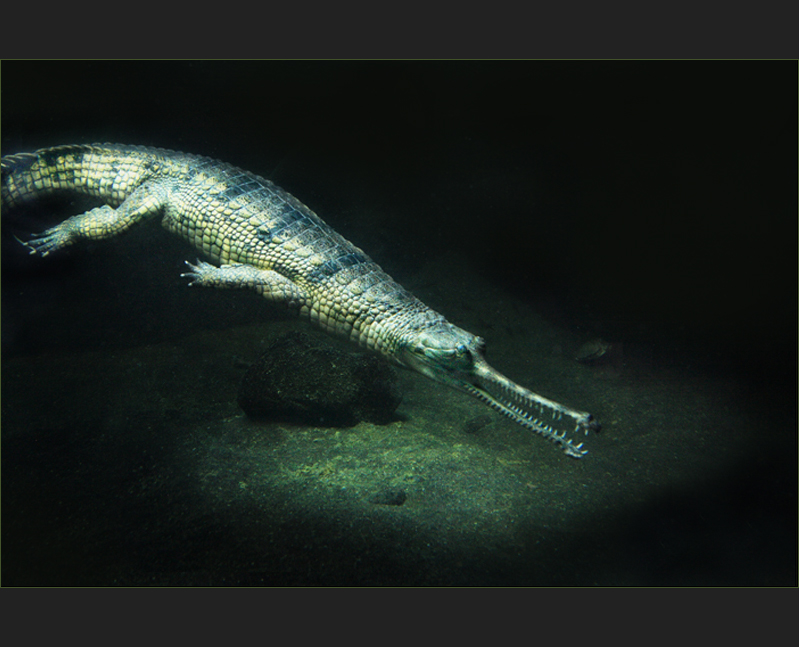 Gavial