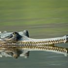 Gavial II