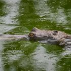 Gavial in Chitwan