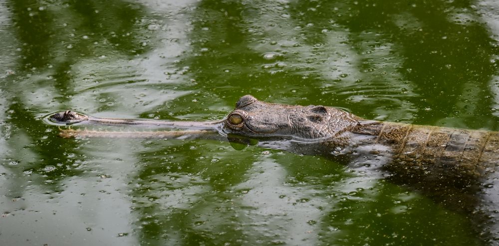 Gavial in Chitwan