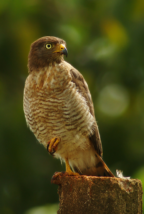 Gavião-carijó (Rupornis magnirostris)