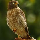 Gavião-carijó (Rupornis magnirostris)