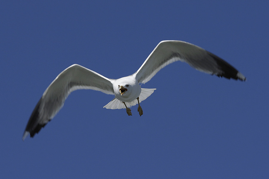 gaviota