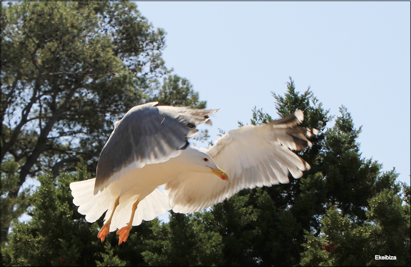 gaviota