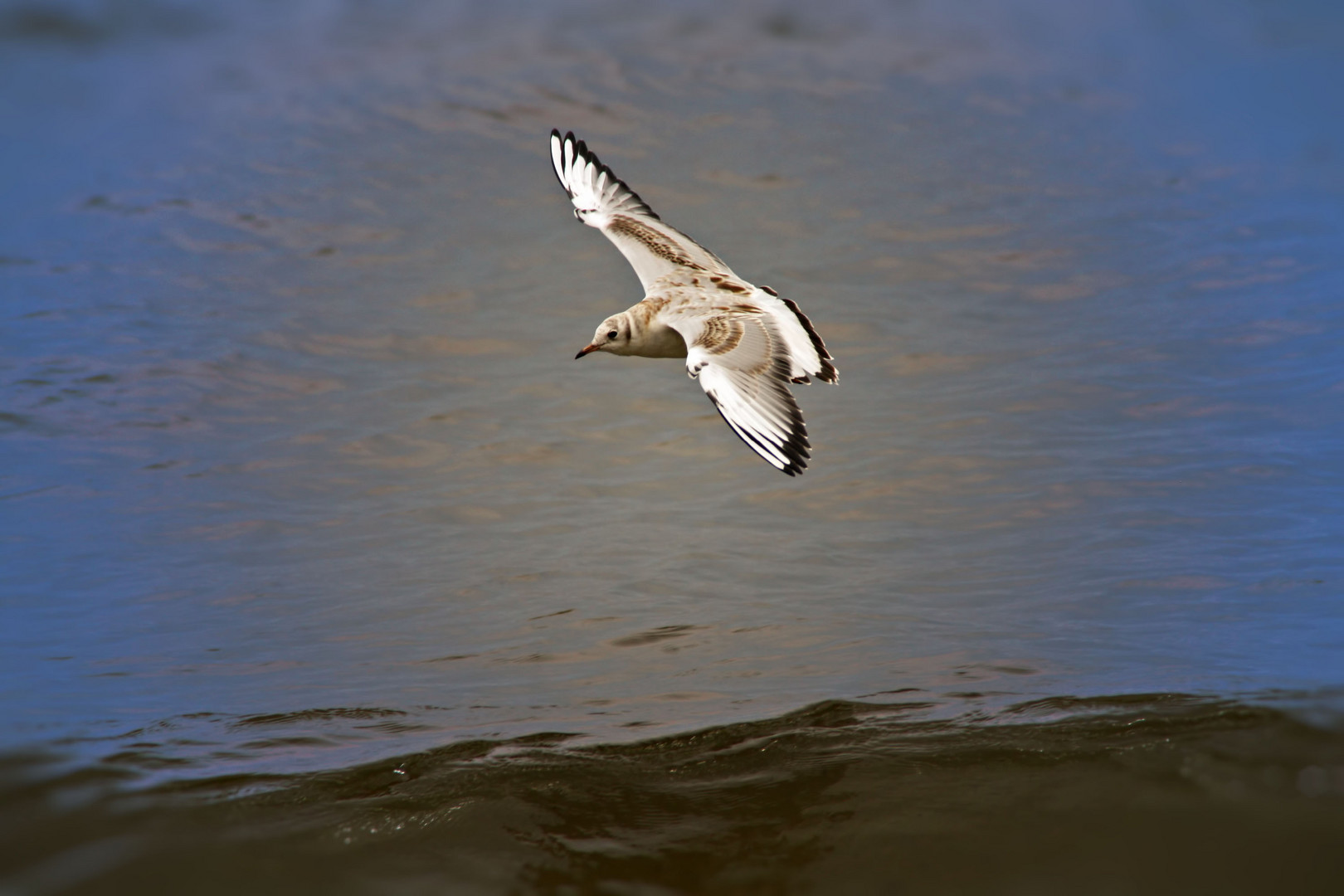 Gaviota