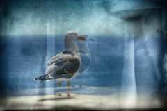 Gaviota