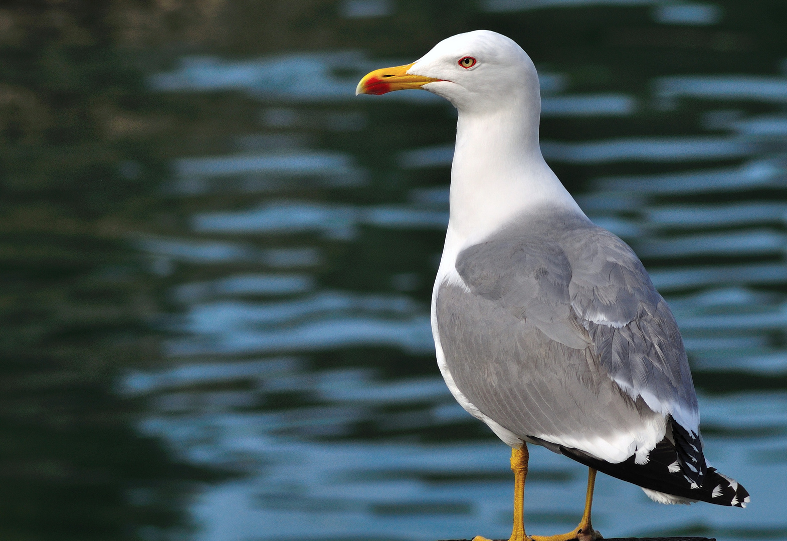 Gaviota