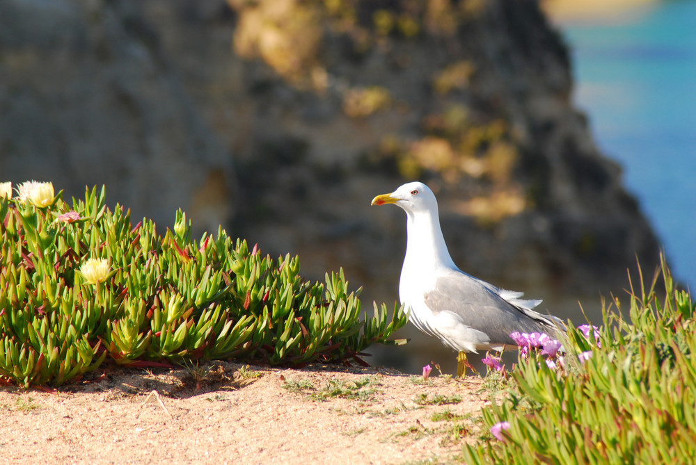 Gaviota