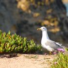 Gaviota