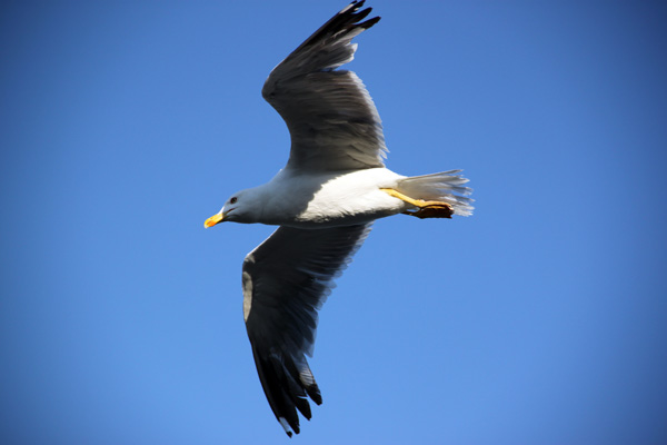 gaviota