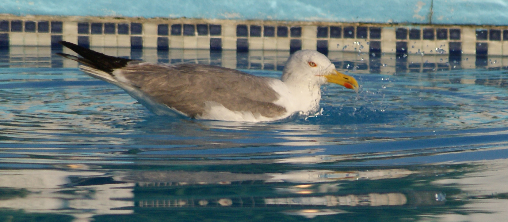 Gaviota