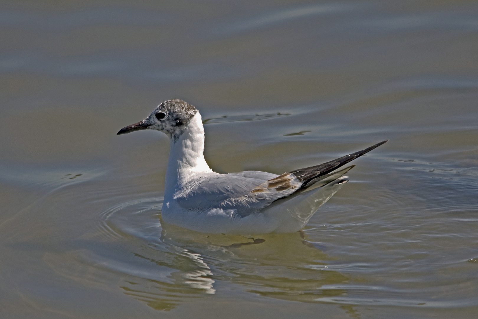 GAVIOTA