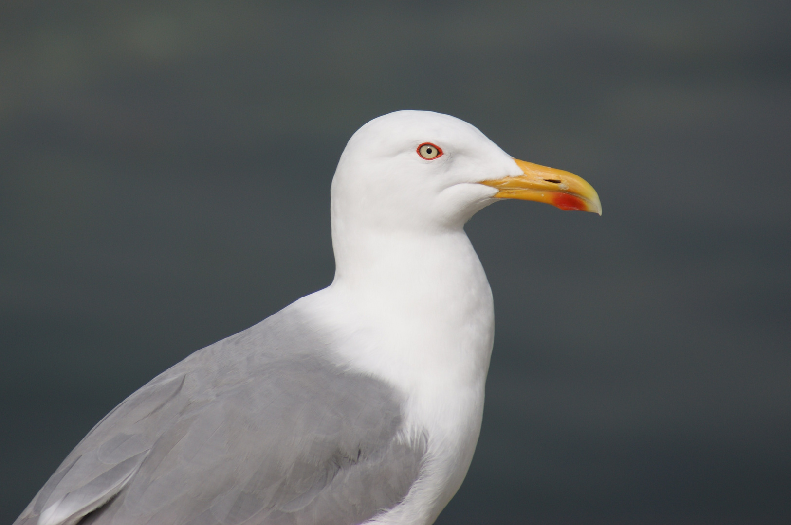 Gaviota