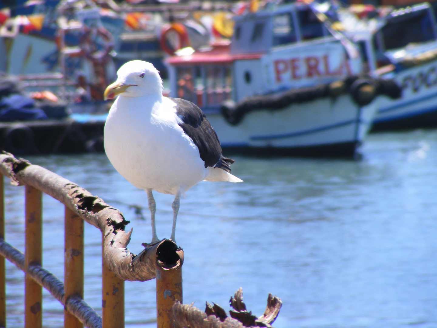 gaviota