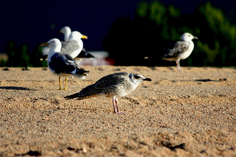 Gaviota