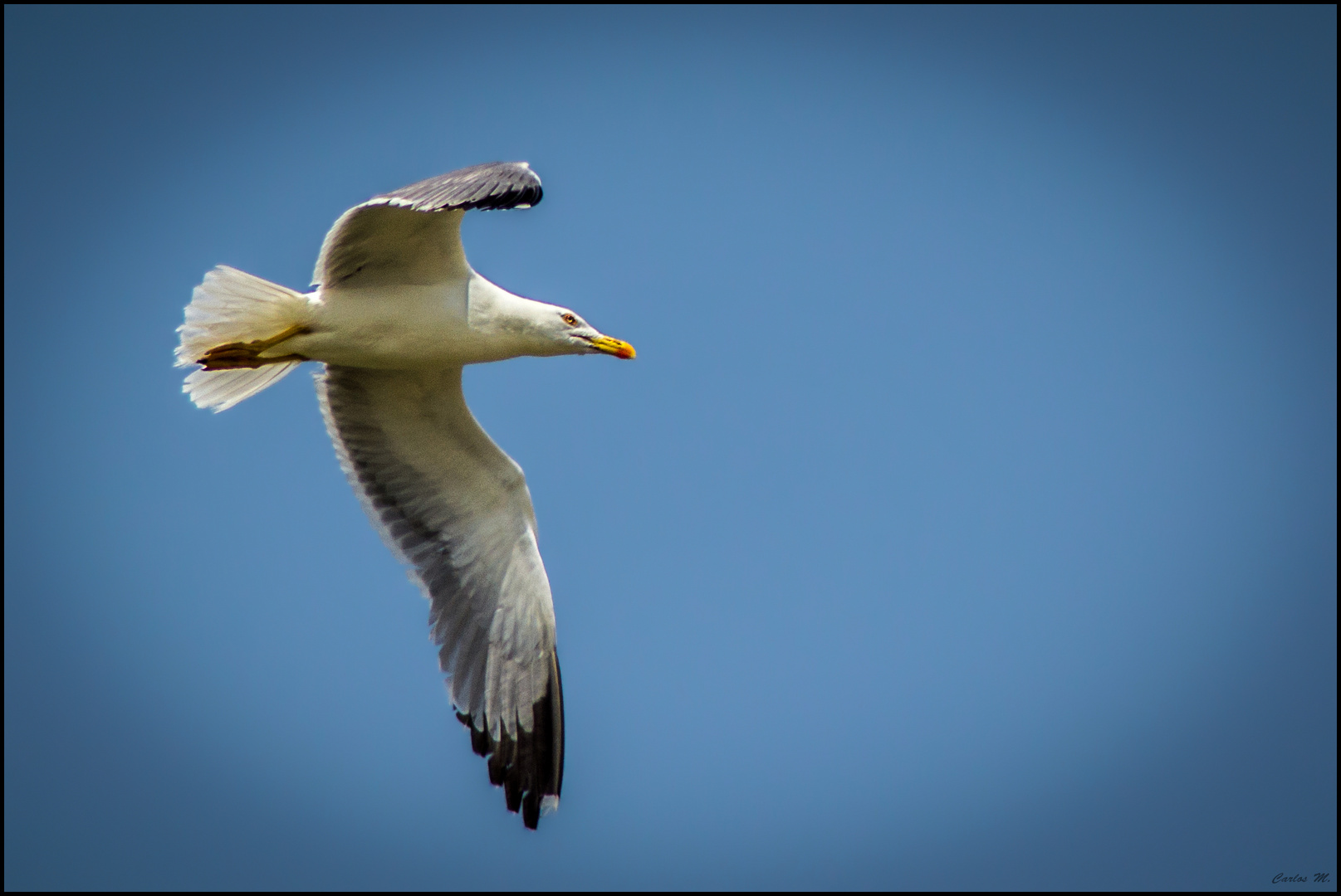 Gaviota