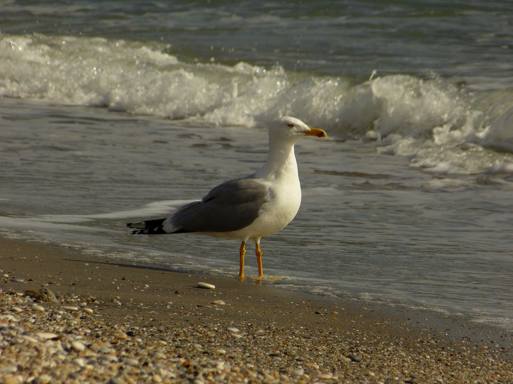 Gaviota