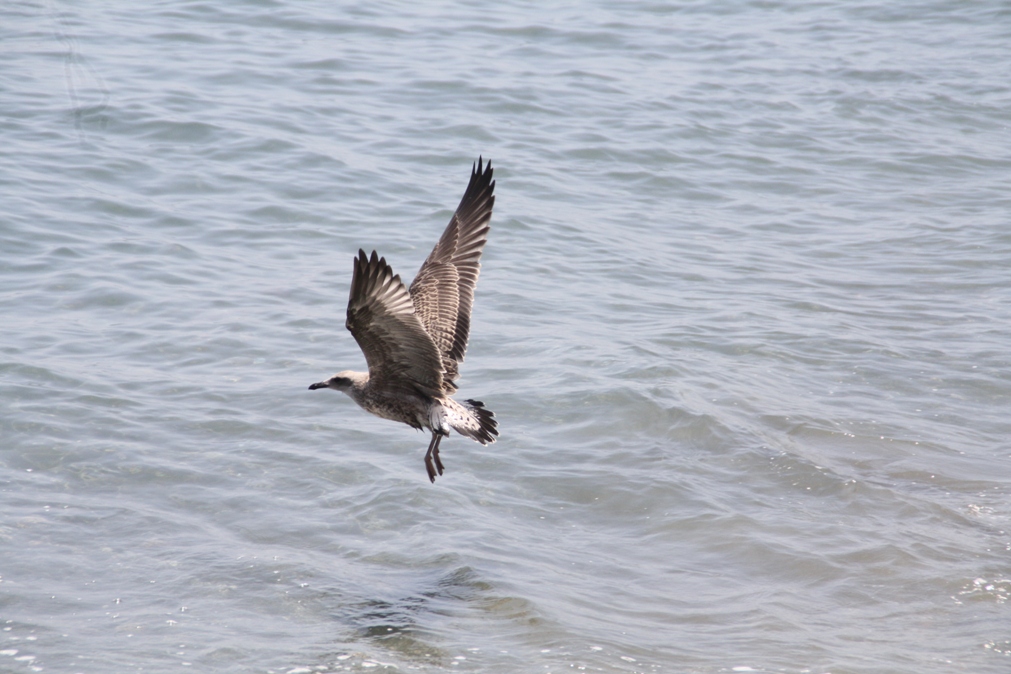 Gaviota -....