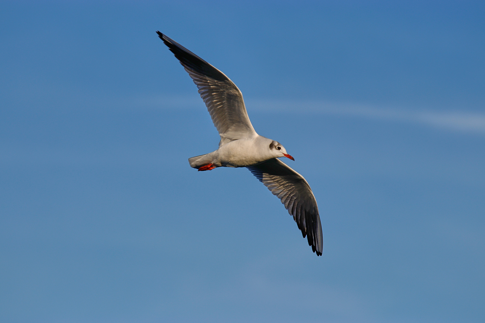 Gaviota