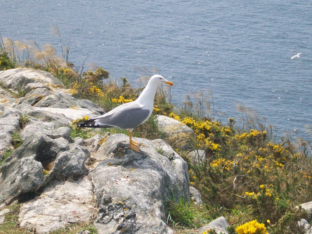 Gaviota