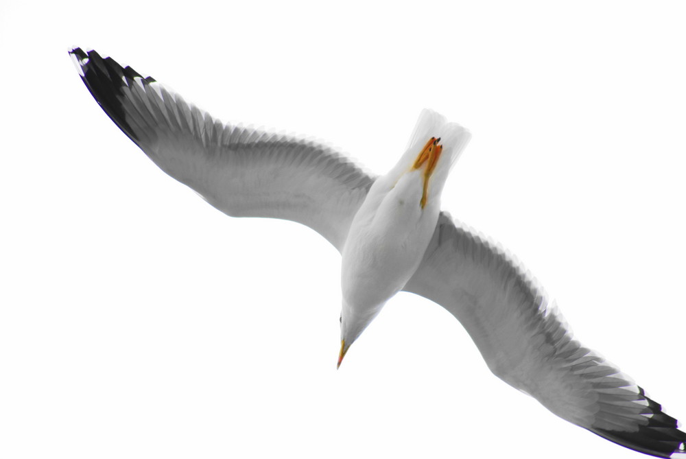 Gaviota