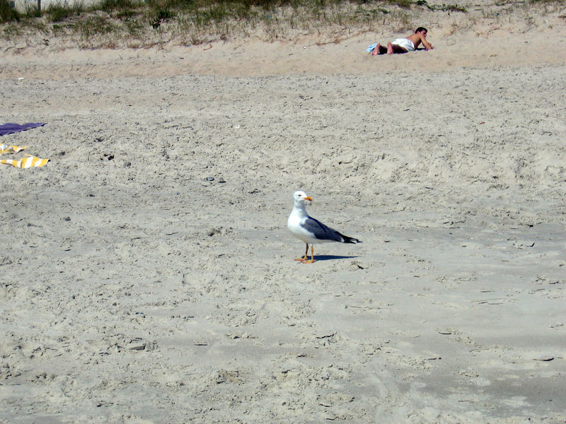 Gaviota al sol