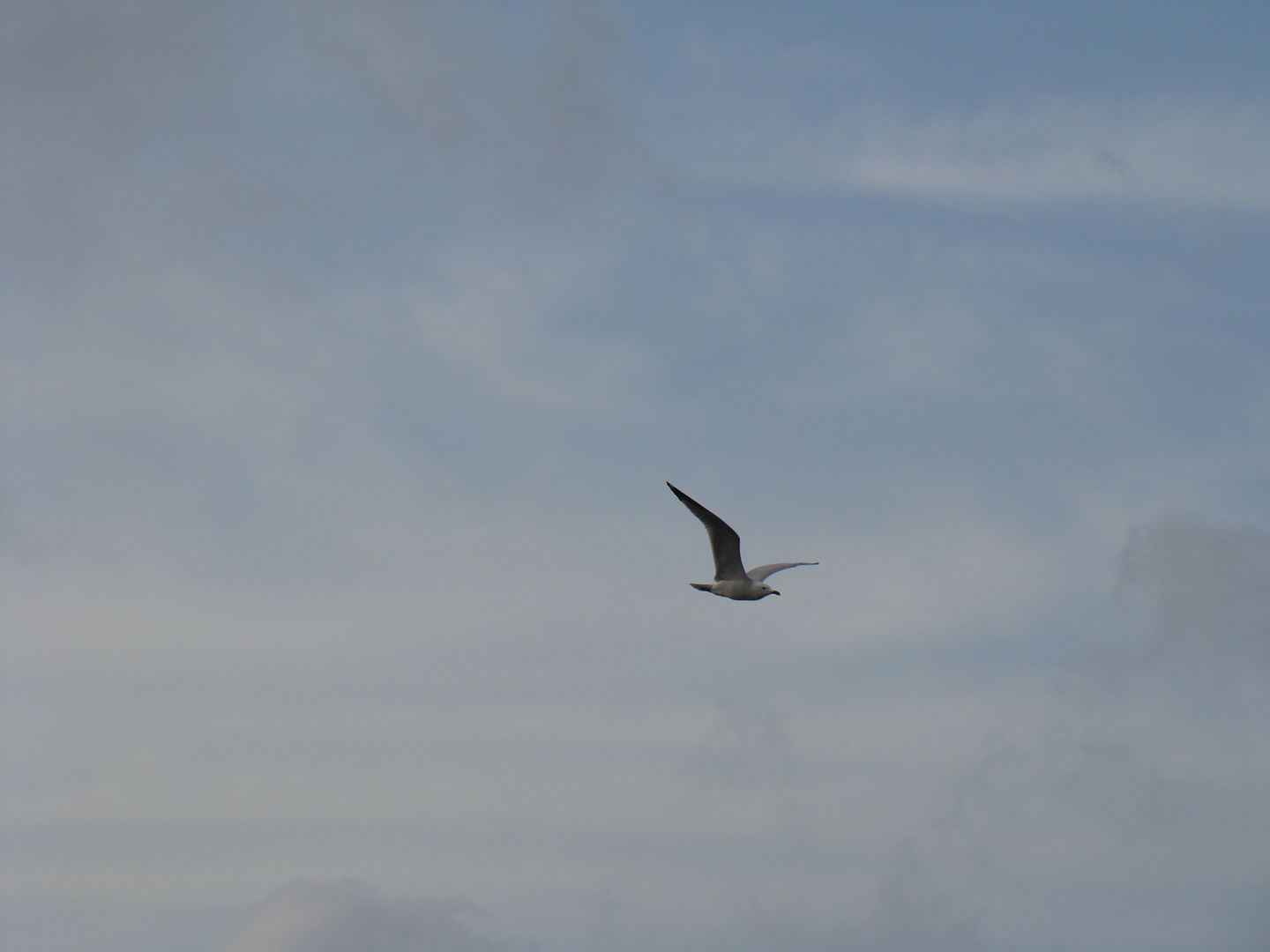 Gaviota al vuelo