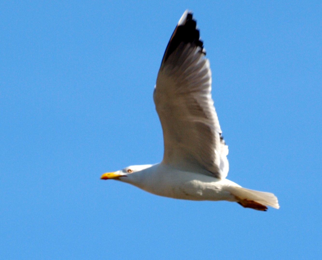 GAVIOTA AL VUELO