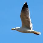 GAVIOTA AL VUELO