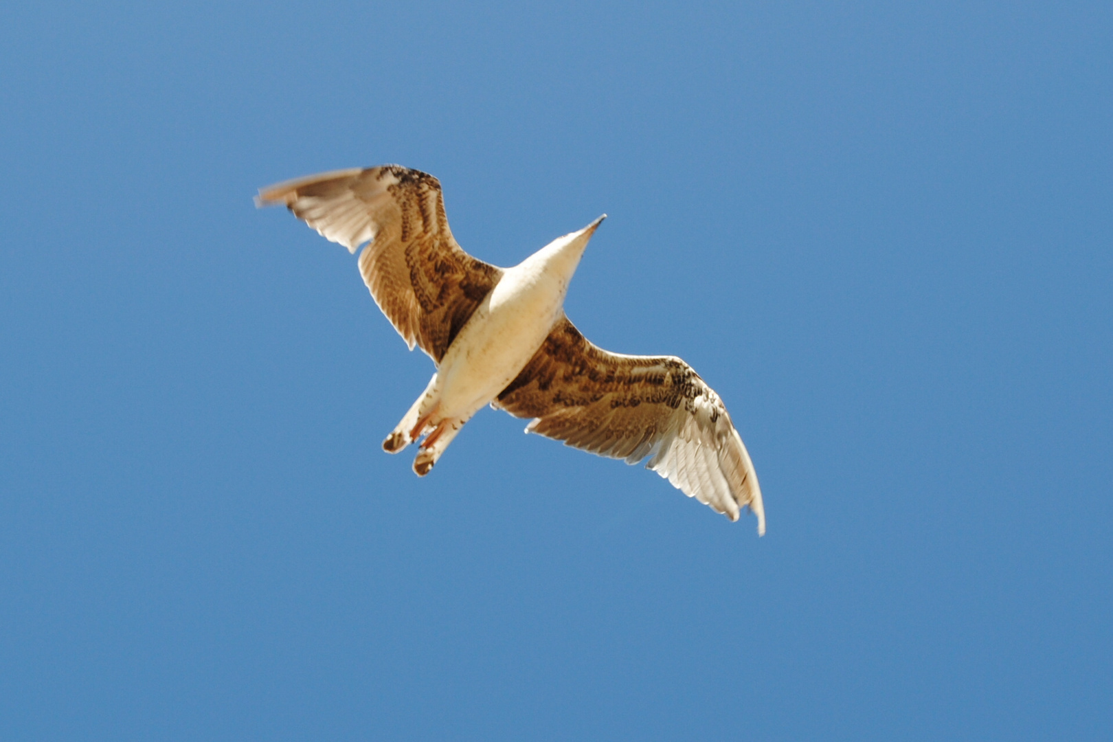 Gaviota al vuelo